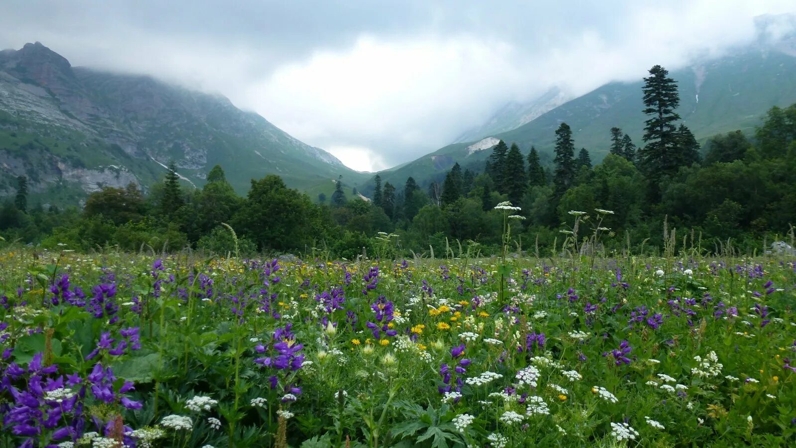 Пансионат лесные поляны одинцовский район. Поляну давай. Поляну давай. Цветущий луг. Поляна луг.