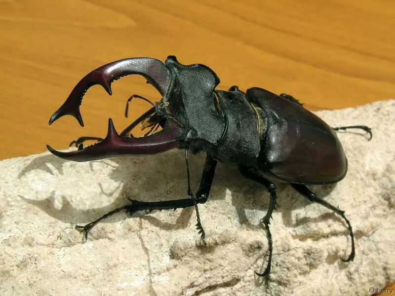 Жук олень рогач. Жук олень имаго. Жук лось и жук олень. Рогач гранта жук. Хватание у жука оленя.