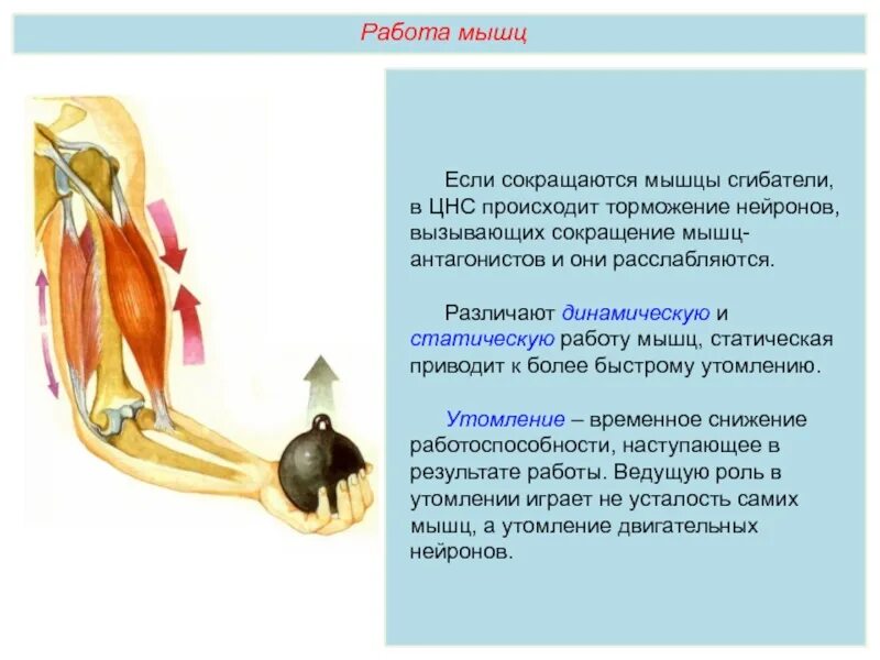 Работа мышц. Работа мышц антагонистов. Работа мышц и ее регуляция. Регуляция работы мышц Антаго.