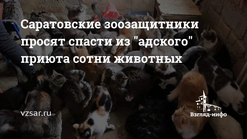 Парад слонов в индии. Приют для бездомных собак в спб. Североафриканский слон вымерший. Сотни животных. Серенгети миграция антилоп.