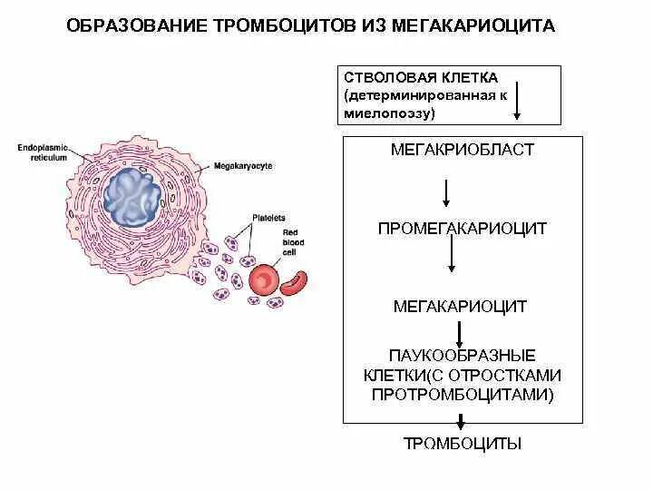Образование тромбоцитов происходит. Механизм образования тромбоцитов. механизм образования тромбоцитов кровяных пластинок. образование тромбоцитов из мегакариоцитов. схема строения мегакариоцита.