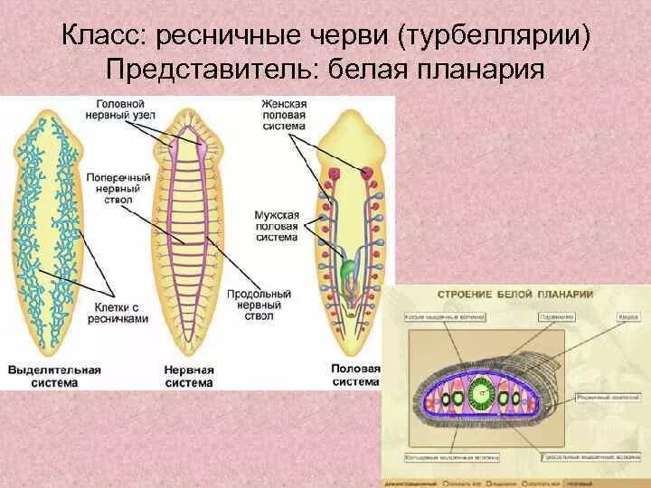 Система ресничных червей. Пищеварительная система плоских червей схема. Биология 7 класс системы органов плоских червей. Строение плоских червей планария. Строение плоских червей класса Ресничные.