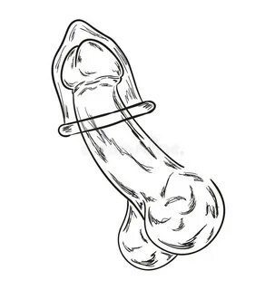 Penis with condom sketch. 