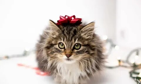 Человеческий котенок