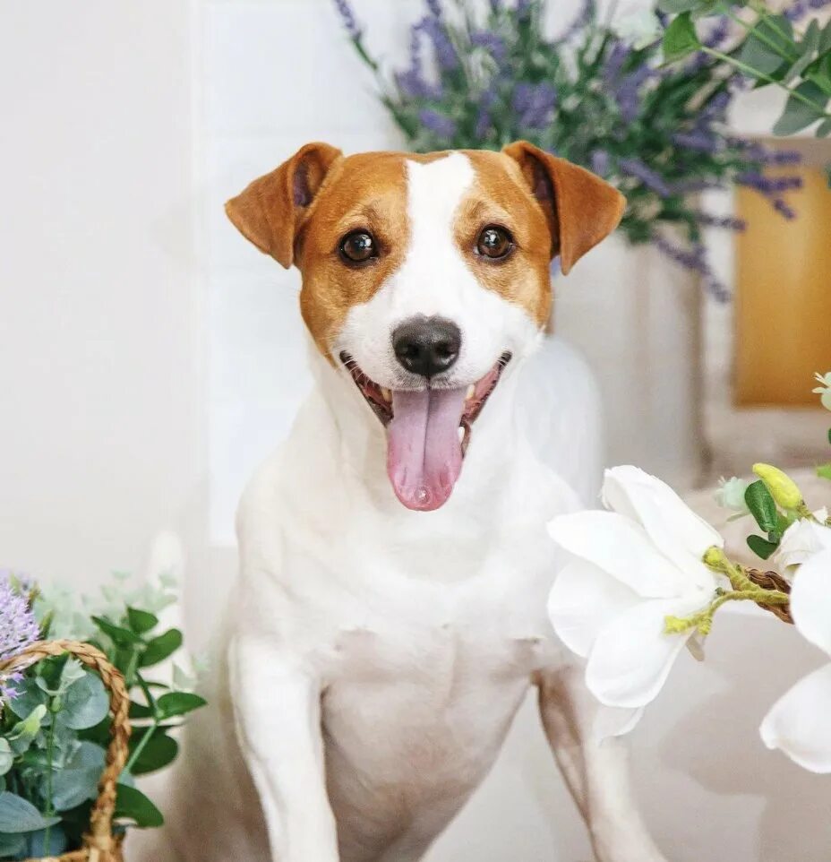 Порода собак джек рассел. Порода джек рассел терьер. Джек-рассел-терьер жесткошерстный. Джек-рассел-терьер. Рассел терьер клуб.