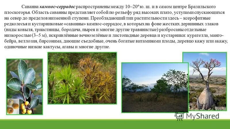 Саванны кампос. Кампос природная зона. Бразилия серрадо. Кампос серрадос южной америки. Южная америка.