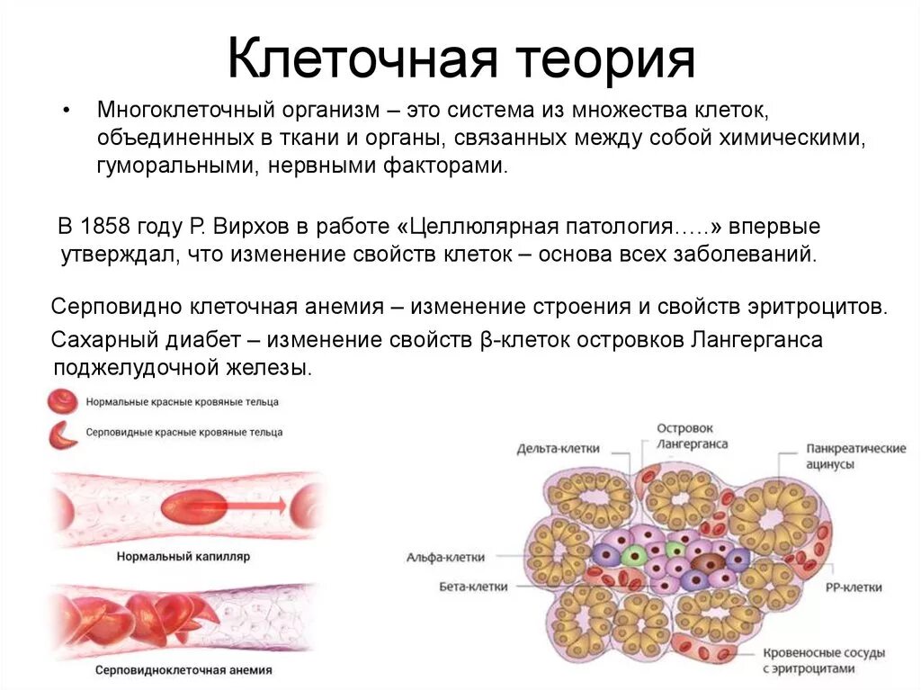 Назовите уровни организации многоклеточного организма. Множество клеток. Клетки объединяются в ткани. Объединение клеток в ткани. Многоклеточном организме клетки объединены в ткани.