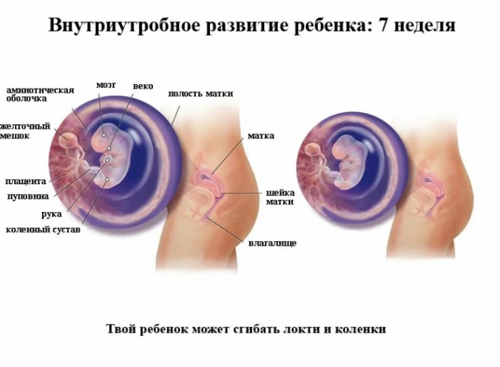 Развитие плода по неделям ощущения женщины. Где находится эмбрион на 7 неделе беременности. размер ребенка на 7 неделе беременности. плод ребенка 7 недель беременности. беременность 7 недель развитие плода.