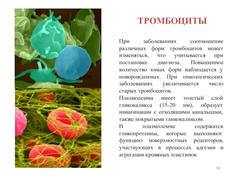 Как поднять тромбоциты у женщин. Тромбоциты. различные формы тромбоцитов. повышение количества тромбоцитов. сообщение на тему заболевание крови.
