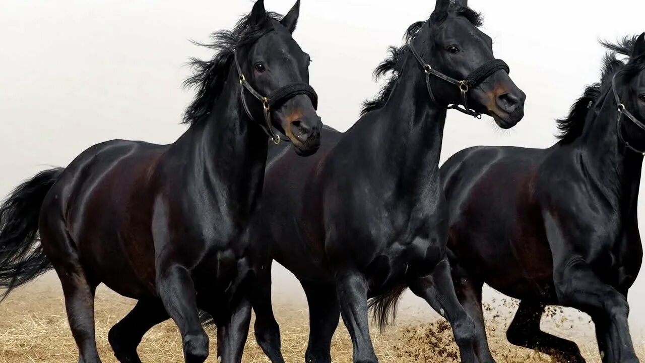 Видео про коне. Фото коня. Конь картинка. Лошадь черный. Лошади фото красивые.