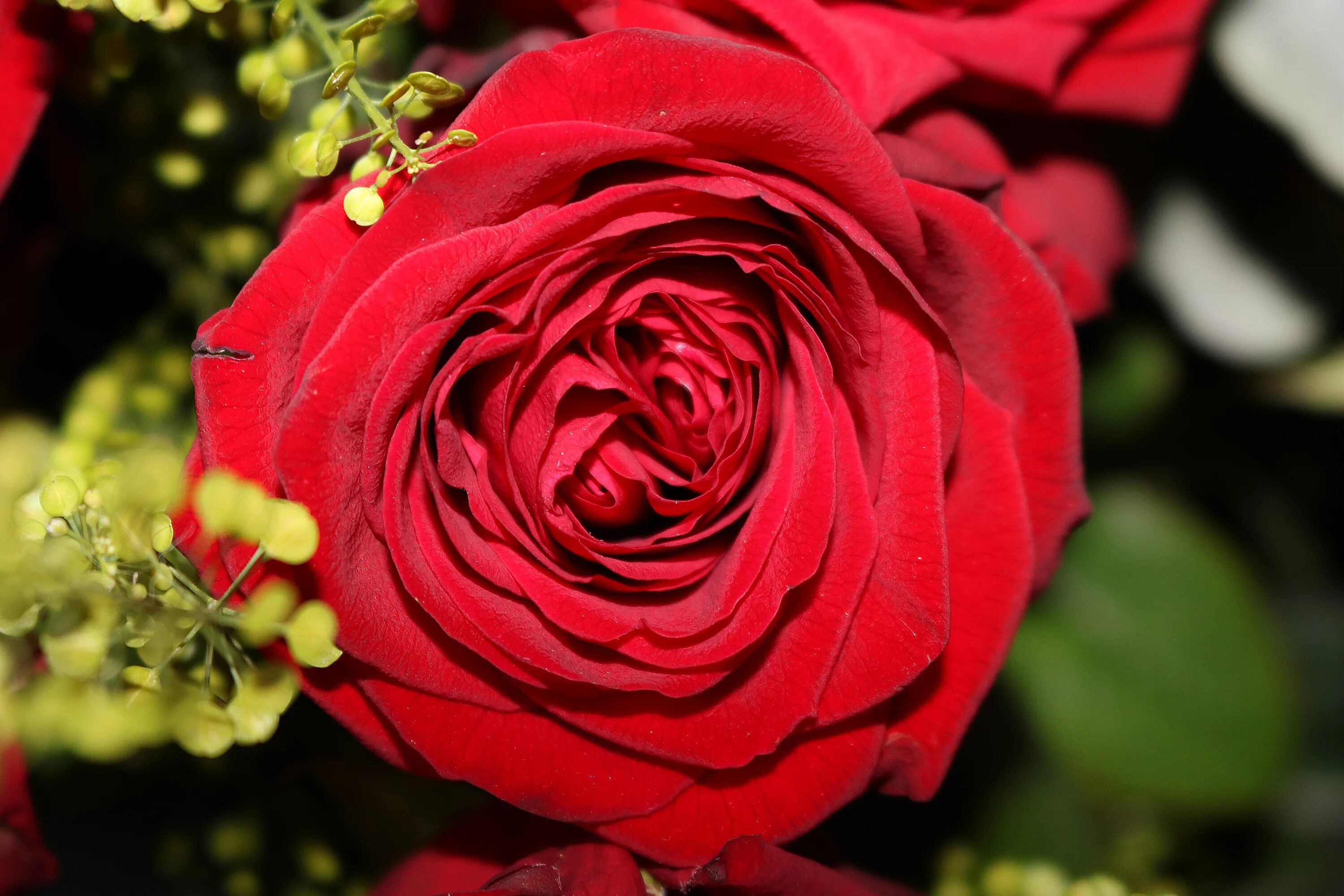 Красные розы. Цветы розы красные. Большие красные цветы. Включи красный розовый