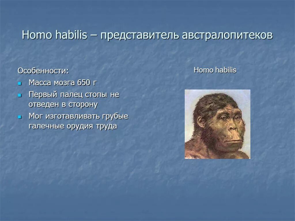 Архантропы особенности строения. Австралопитеки архантропы. Представители хомо хабилис. Хомо хабилис австралопитек. Человек умелый.