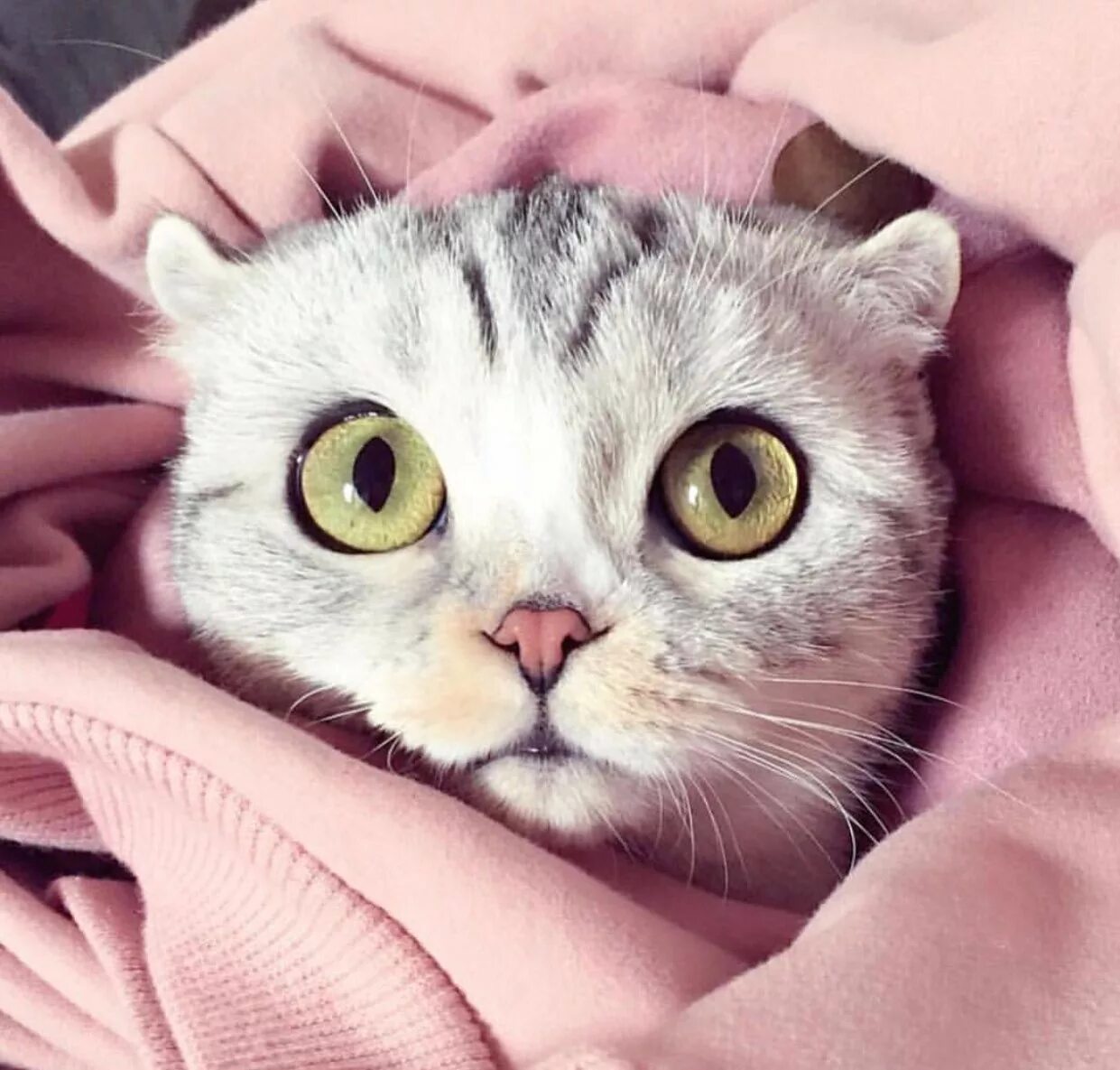 Покажи милые картинки. Милые коты. Няшные котики. Милый кот. Милая кошка.