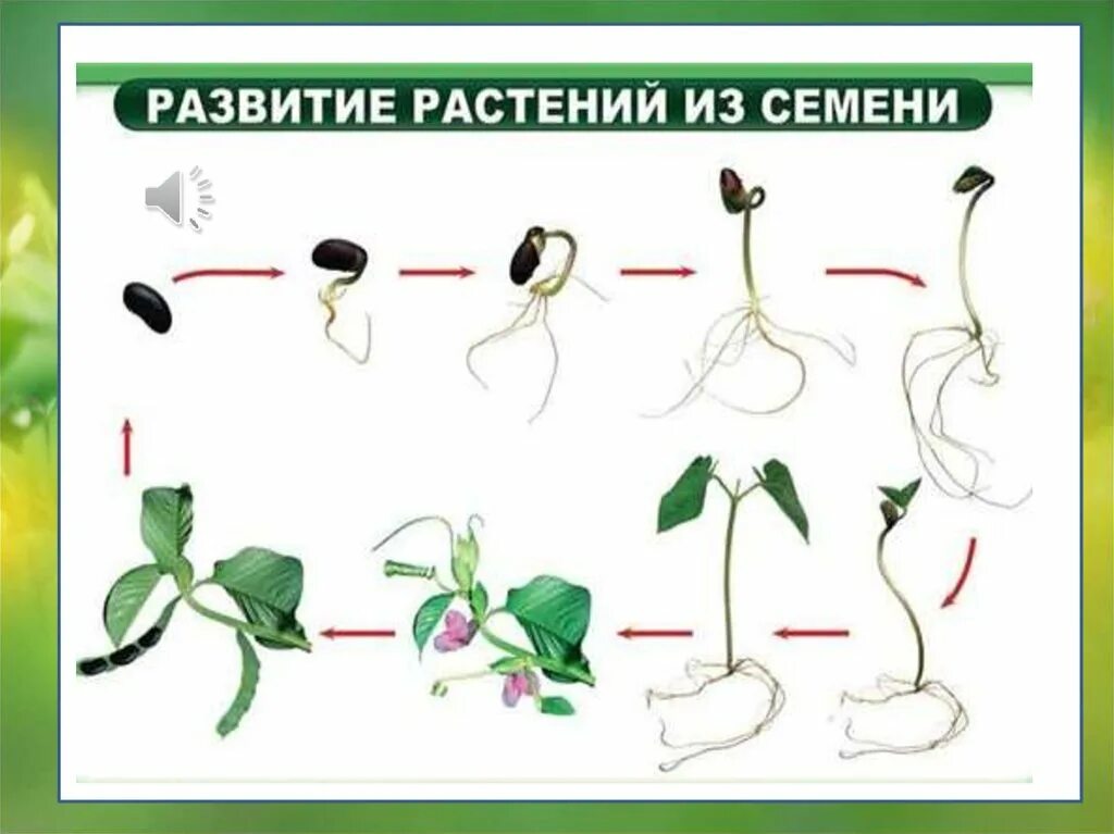 Периоды индивидуального развития растений. Схема этапы индивидуального развития растений 6 класс. Процесс развития растения из семени схема. Схема развития растения из семени 3 класс. Вегетативное размножение фасоли.