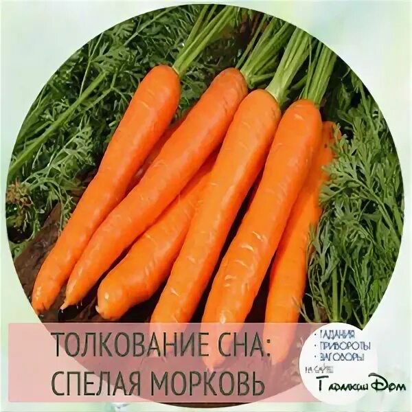Сны к чему снится морковь. Сон морковь. толкование морковь. к чему снится морковь. морковь женское счастье.
