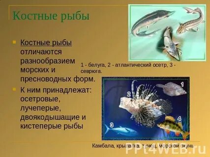 Эволюция костных рыб