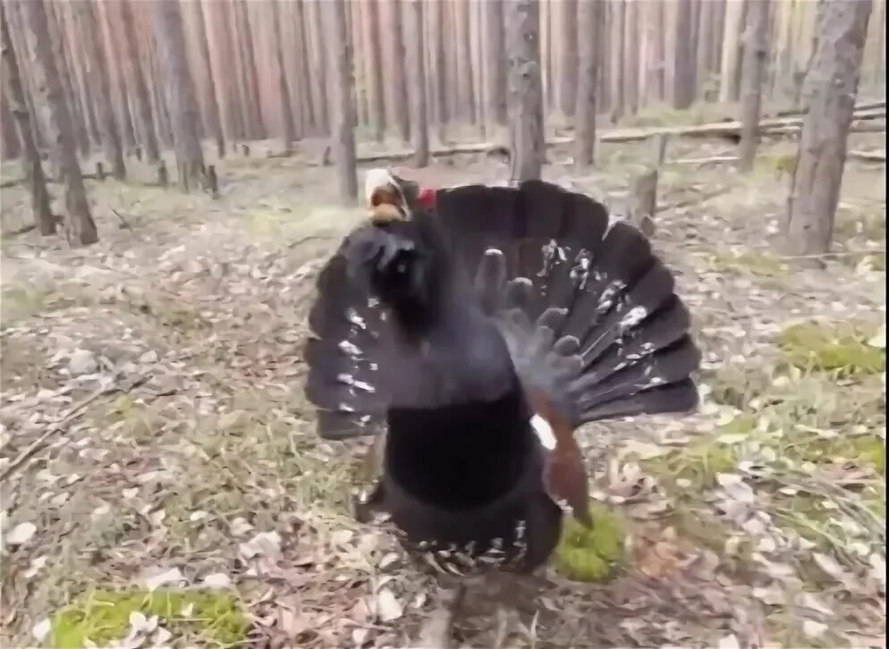 Найти царь птицу. Найти царь птицу