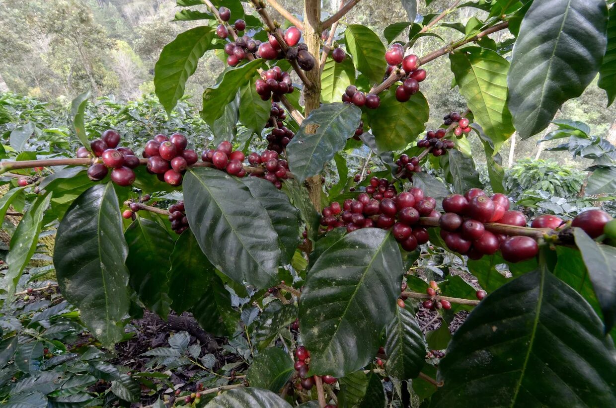 Дерево кофе Арабика. Coffea Arabica дерево. Coffea Arabica цветок. Кофе Аравийский. Сосед кофейного дерева