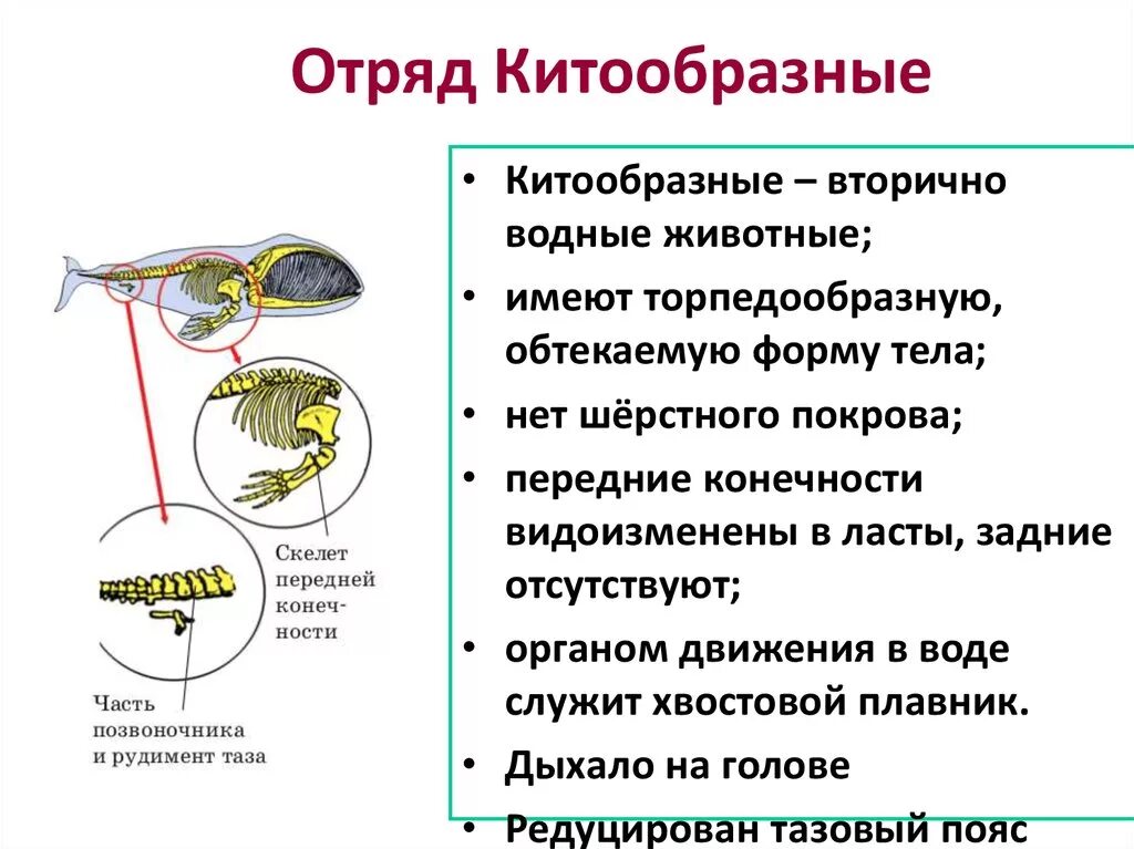 Группа первичноводных животных. Первичноводные и вторичноводные животные. К вторичноводным животным относятся. Вторичноводные рыбы. Вторичноводных млекопитающих.