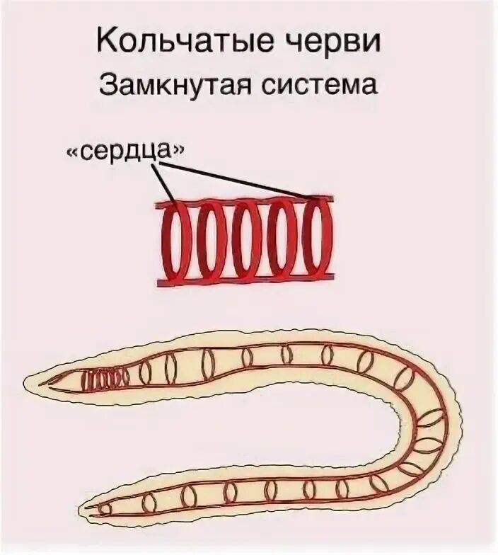 Кровеносная система дождевого червя замкнутого типа. Кровеносная система дождевого червя замкнутого типа