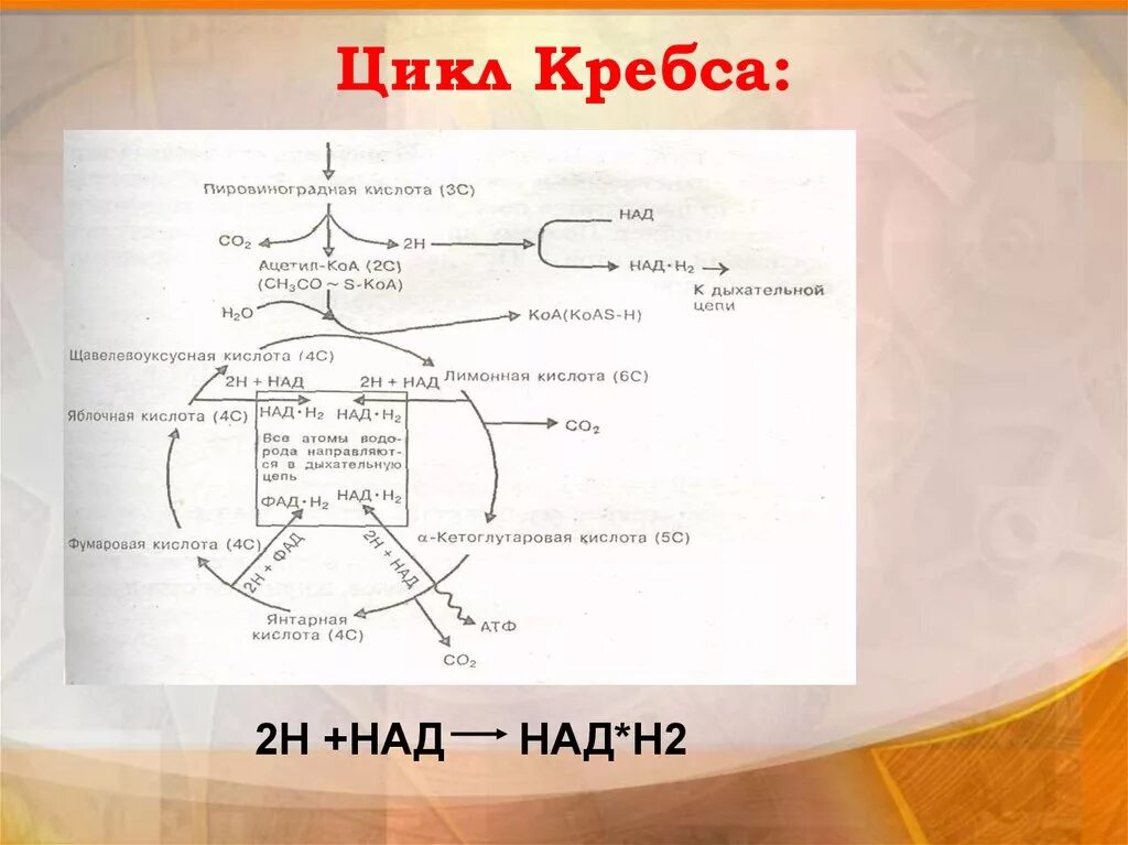 Какой цикл кребса содержит 4 углерода. Цикл кребса. над цикл кребса. энергетика цикла кребса. энергетический обмен цикл кребса.