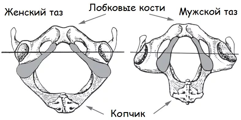 Кости таза мужчины. Мужской и женский таз. Отличия мужского и женского таза. Таз мужчины и женщины. Кости таза мужчины и женщины.