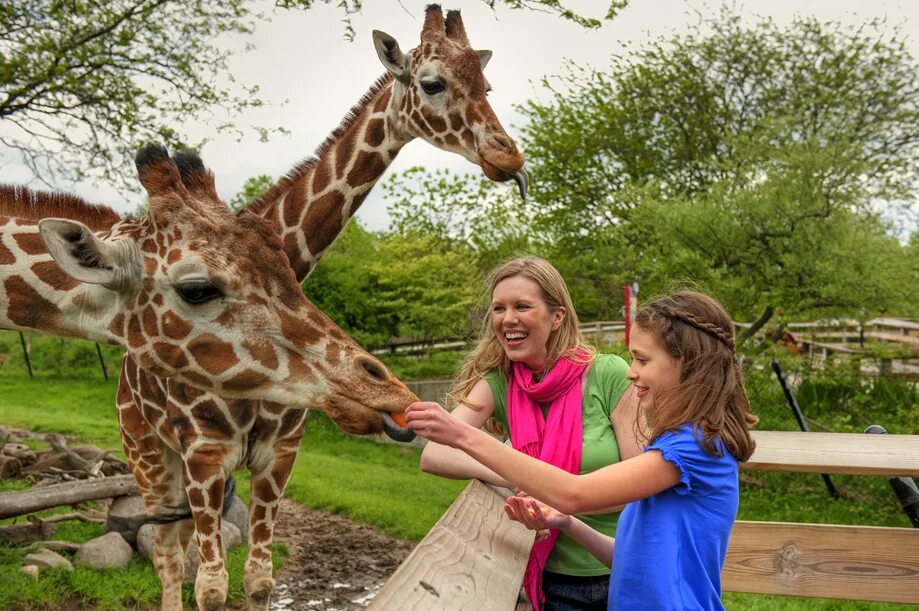 Indianapolis Zoo Индианаполис. Жираф и человек. Кормление жирафа. Кормить Жирафов. Культура зоопарки