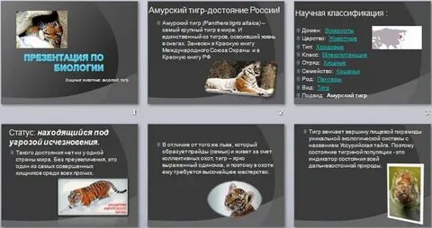 Классификация тигра