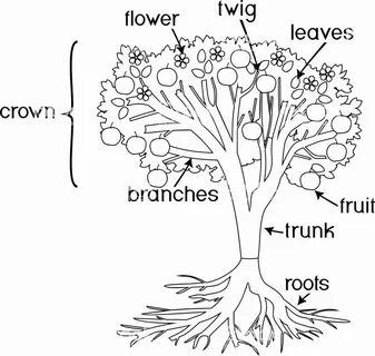 Roots roots fruit