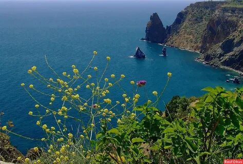 Цветы южного крыма