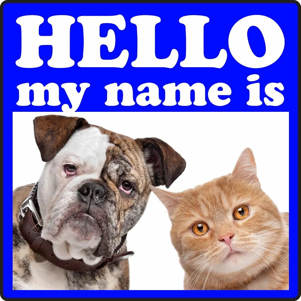 Funny pet names. Клички для собак. Pet names. Popular Pets. Альянс дог.