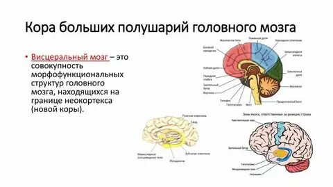 Функциональная система мозга