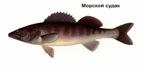 Судак какая рыба морская