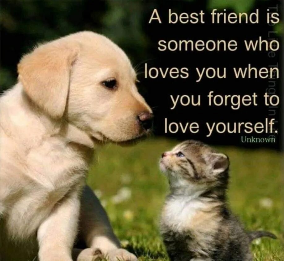 Best friends quotes. Quotations about friends. Quotes about friends and Friendship. Quotes about Dogs.