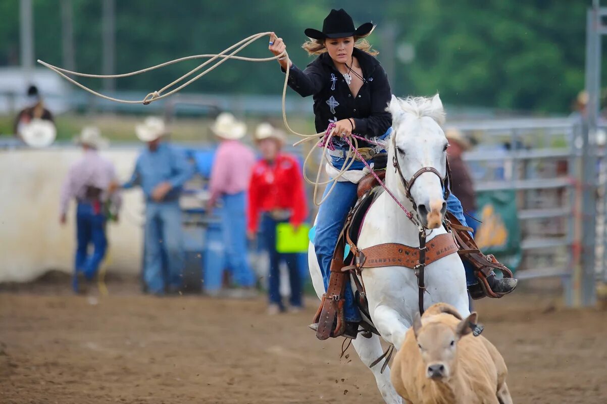 Спортивный вестерн. Родео конный спорт. rodeo на лошади ковбой. вестерн лошади соревнования. ковбойские скачки на лошадях.