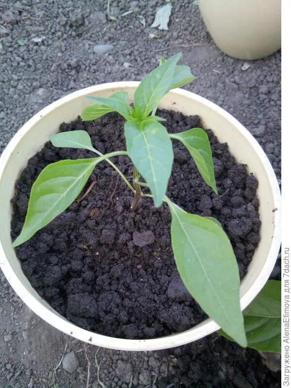 Рассада перец в кассете 6 шт. Рассада острого перца. Перец острый флорентина. Рассада острого перца. Всходы рассады острого перца.