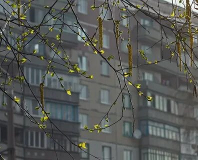 Ветка в окно