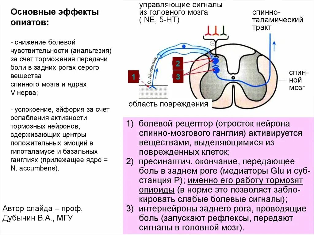 Боль в спинном мозге. Передача болевого сигнала в спинном мозге. Болевые рецепторы в спинном мозге. Строение болевого рецептора. Тормозные Нейроны задних Рогов.