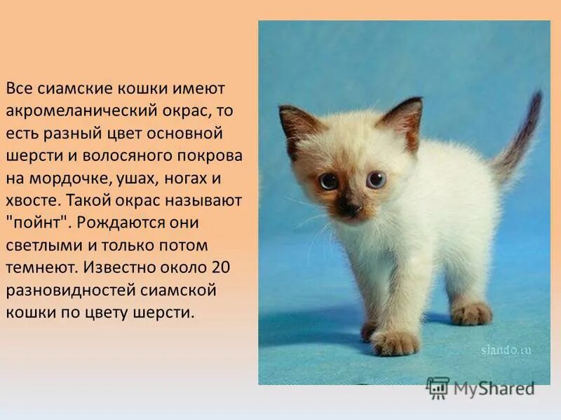 Рассказ о коте 2 класс. Рассказ про сиамского кота. Сиамская кошка описание. Рассказ о сиамской породе кошек. Небольшой рассказ про котенка.