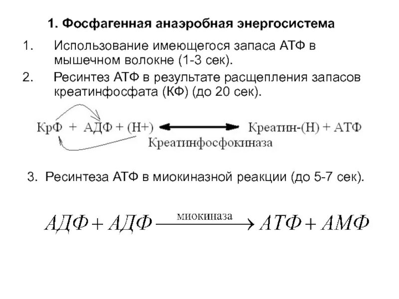 Механизм ресинтеза атф. Миокиназная реакция ресинтеза АТФ. Анаэробный ресинтез АТФ. Креатинфосфатный ресинтез АТФ. Процесс образования креатинфосфата.