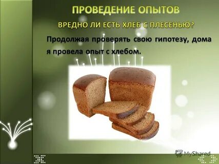 Проект плесень на хлебе