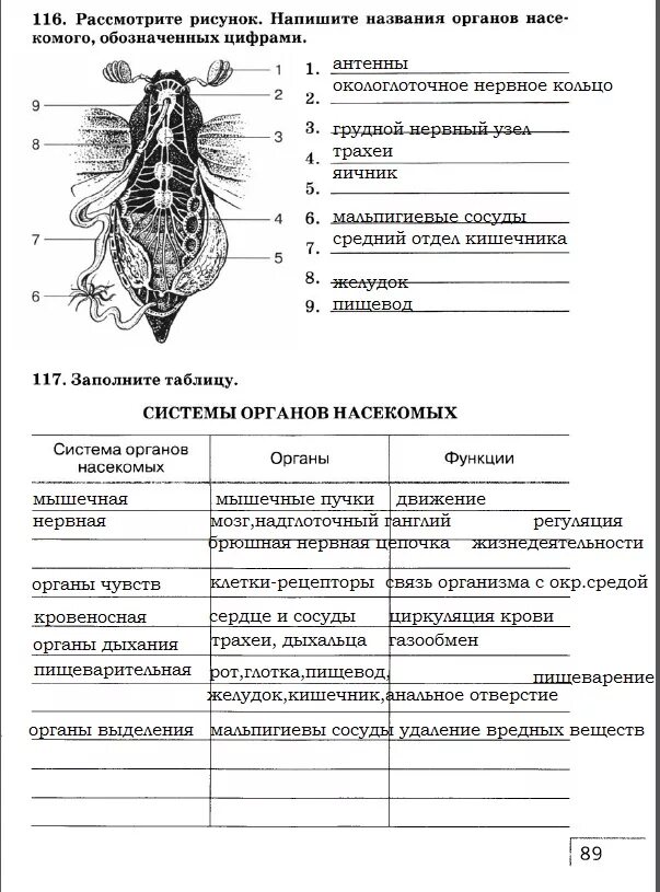 Тесты по биологии по насекомым. Система органов насекомых 7 класс биология таблица строение. Таблица по биологии 7 класс система органов насекомых. Таблица внутреннее строение насекомых 7 класс биология. Системы органов насекомых таблица 7 класс биология.