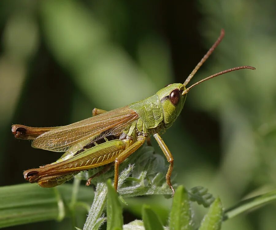 Короткоусые Прямокрылые. Отряд Прямокрылые сверчки. Pseudochorthippus parallelus. Конек короткокрылый. Для прямокрылых характерны