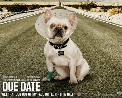 Dog is out