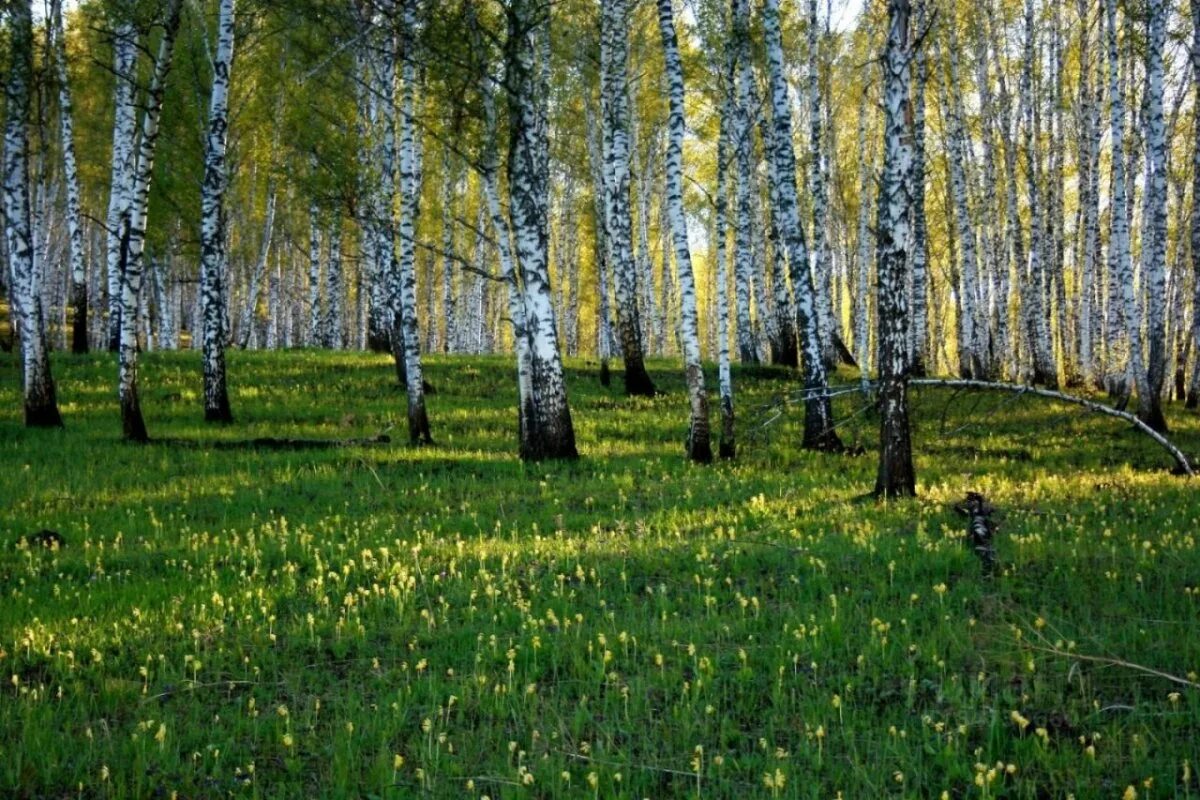 Берёзовая роща красноуфимск. Березовая роща омск. Березовая роща ярославль. Березовая роща иваново. Березовая роща мишарча.
