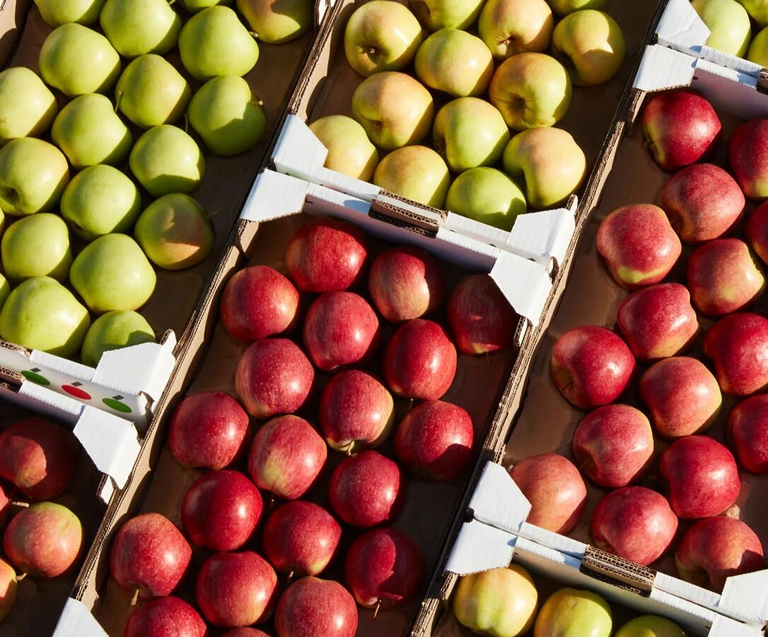 Купить яблоки в воронеже. Ред Джонапринц яблоня. Реализация яблок. Продажа яблок. Сорта магазинных яблок.