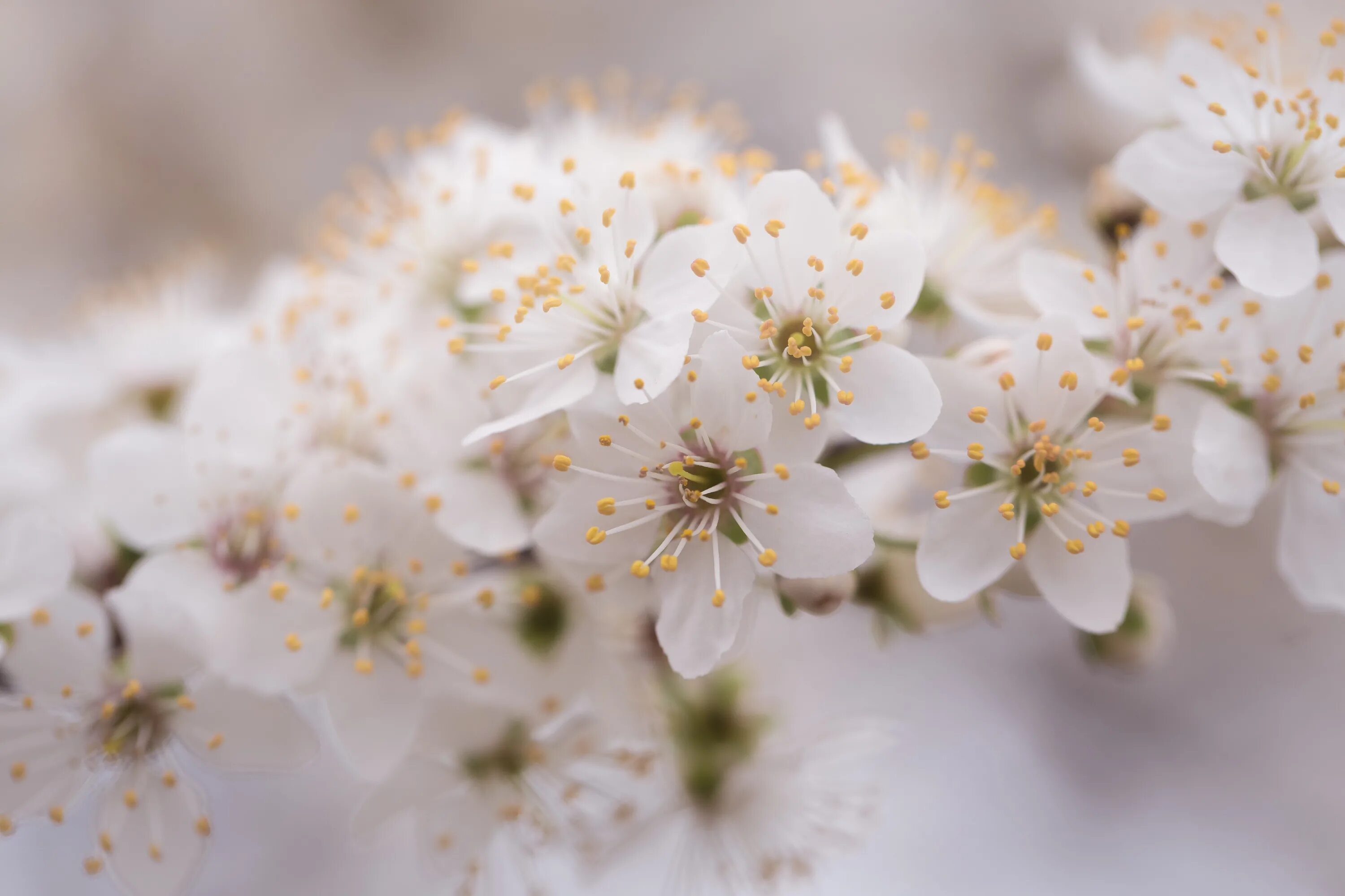 Белый весенний макро цветок. Вишня нежность. White blossoms