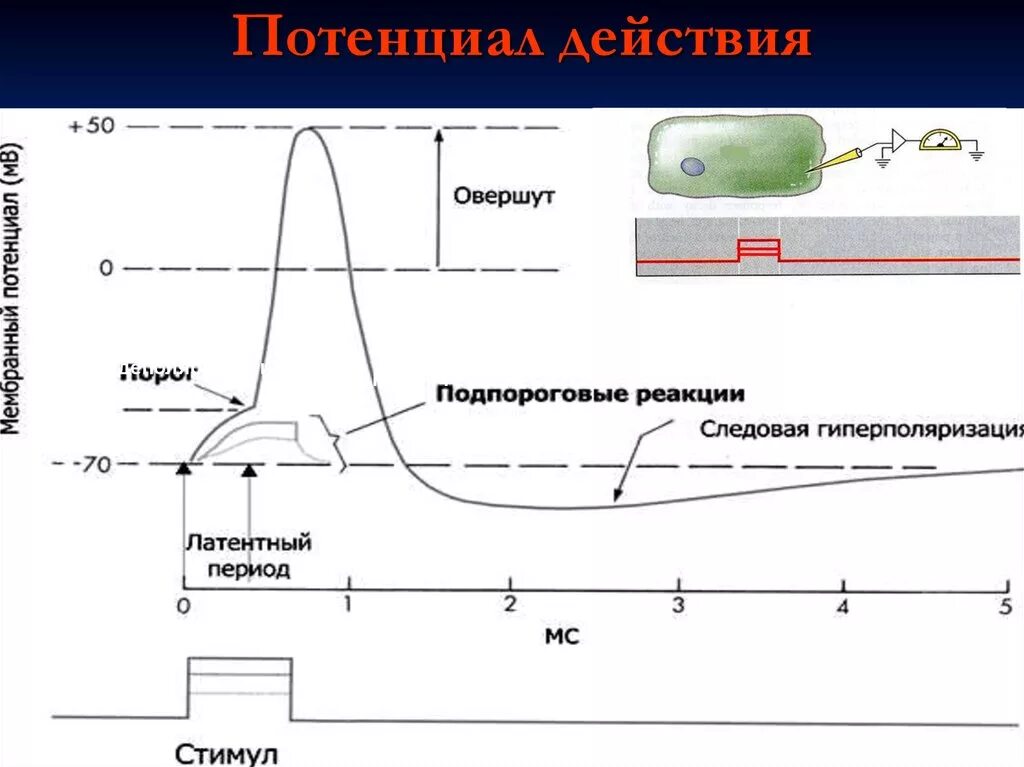 Стадии потенциала действия физиология. Потенциал действия схема и фазы. Потенциал действия это. Фазы потенциала действия физиология кратко. Фазы потенциала действия физиология.