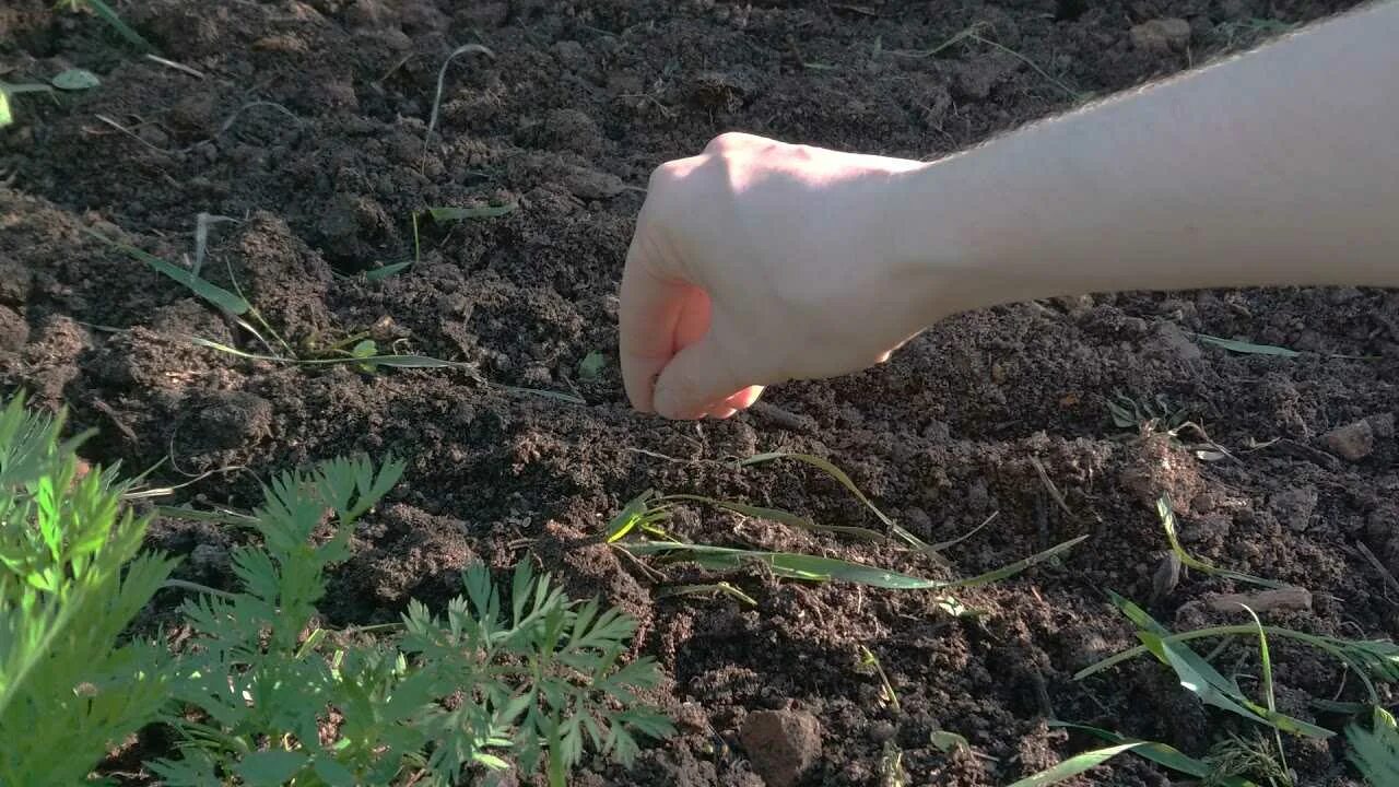 Схема посадки укропа в открытый грунт семенами весной. Семена укропа для посадки. Посадка укропа в открытый. Посев укропа в открытый грунт. Посев укропа в открытый грунт.
