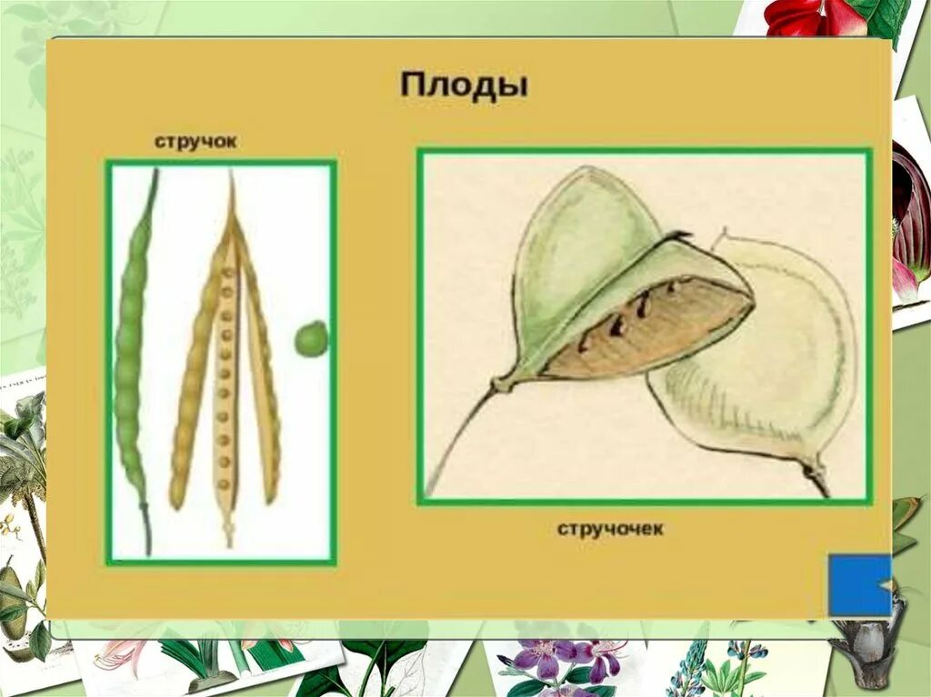 Стручочек. Стручок и стручочек крестоцветные. Стручочек крестоцветных. Строение стручка крестоцветных. Строение плода стручочек.